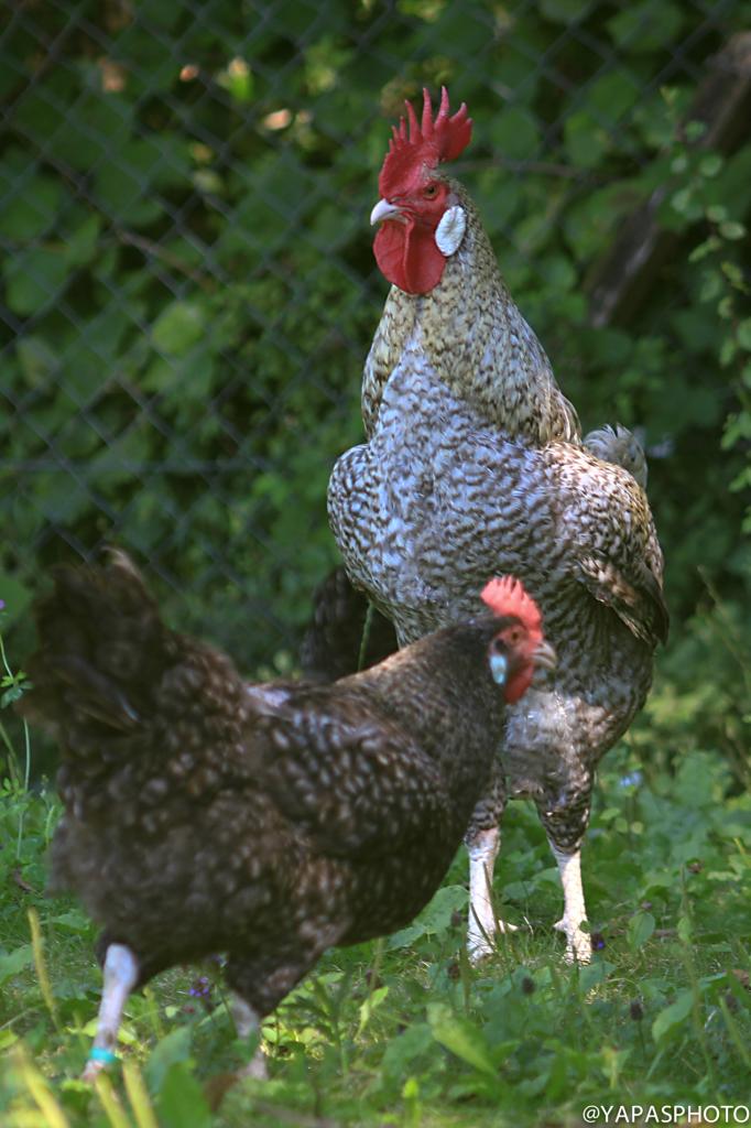 coq et poules grises du Vercors (chez Evelyne Tézier)