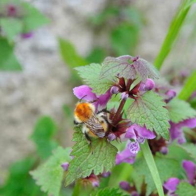 abeille domestique – Apis Mellifera