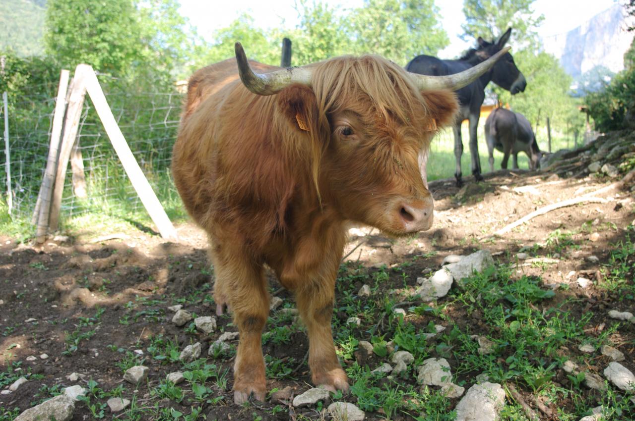 vache des higlands (chez Angélique Doucet)