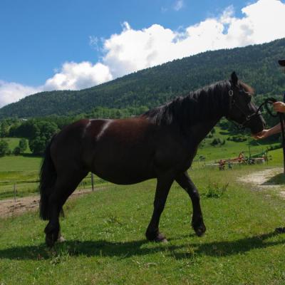 cheval Merens (chez Gilles Cavalli)