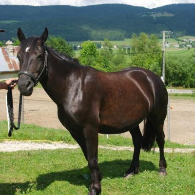cheval Merens (chez Gilles Cavalli)