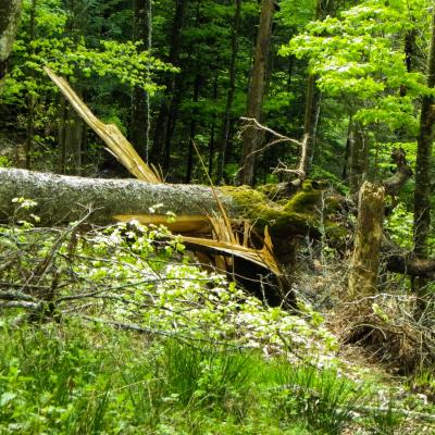 arbres fracassés dans le bois des scies