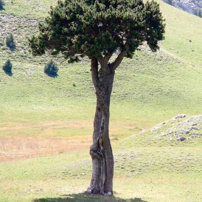 arbre queyrie