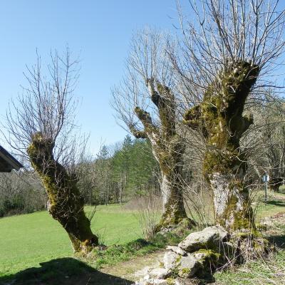 arbres goulandiere2