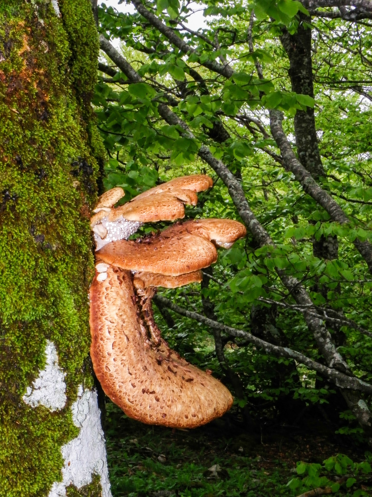 champignons sur arbre