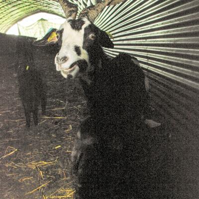 chèvre dans le tunnel