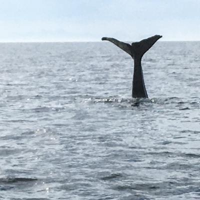 baleine en plongée
