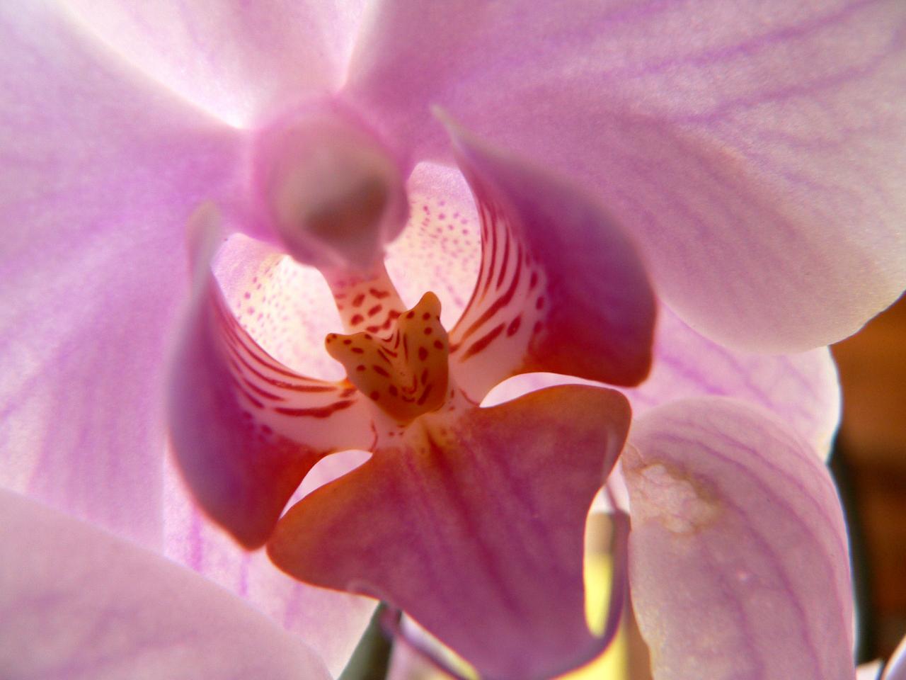 Orchidée menaçante
