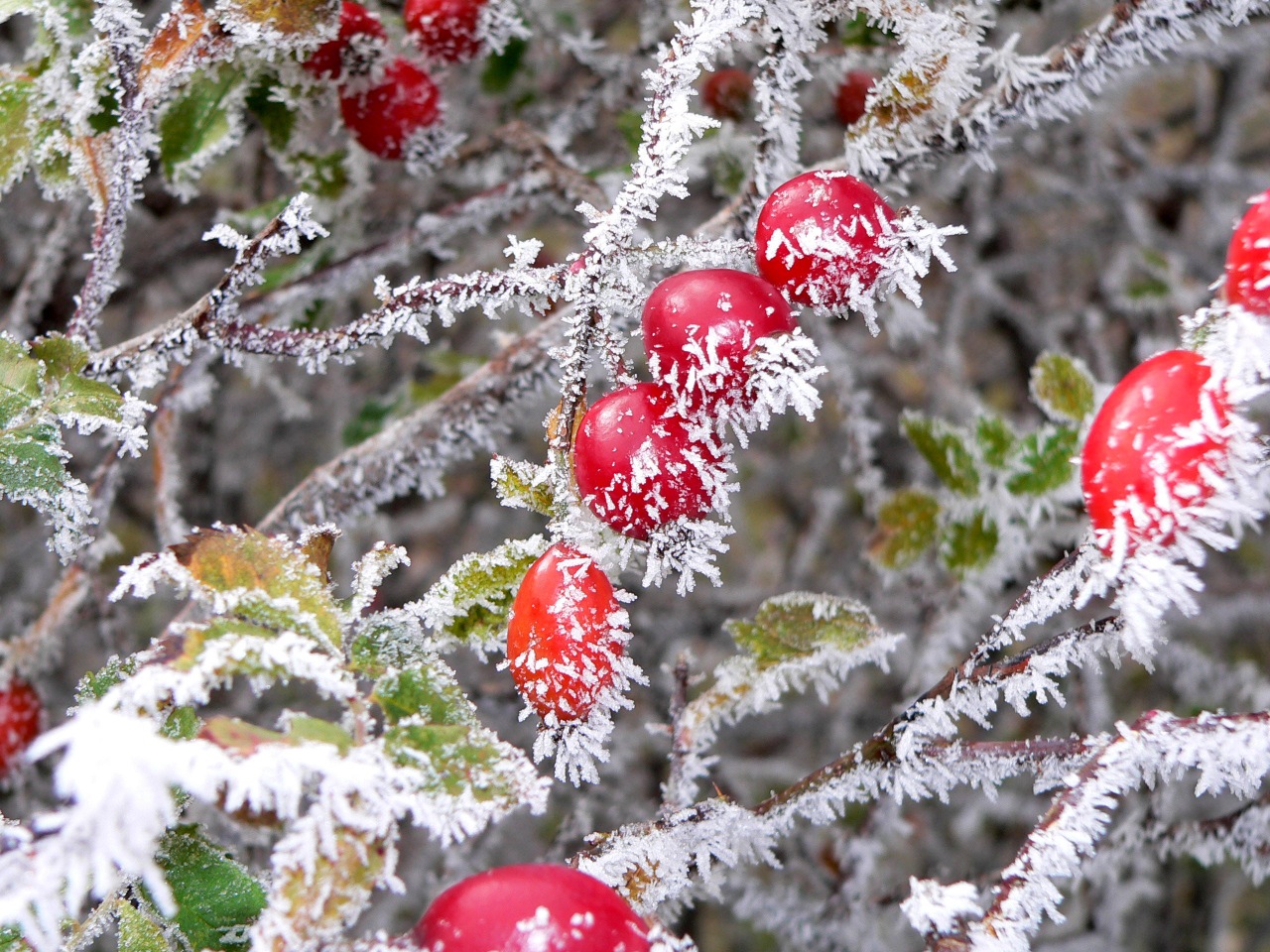  Givre