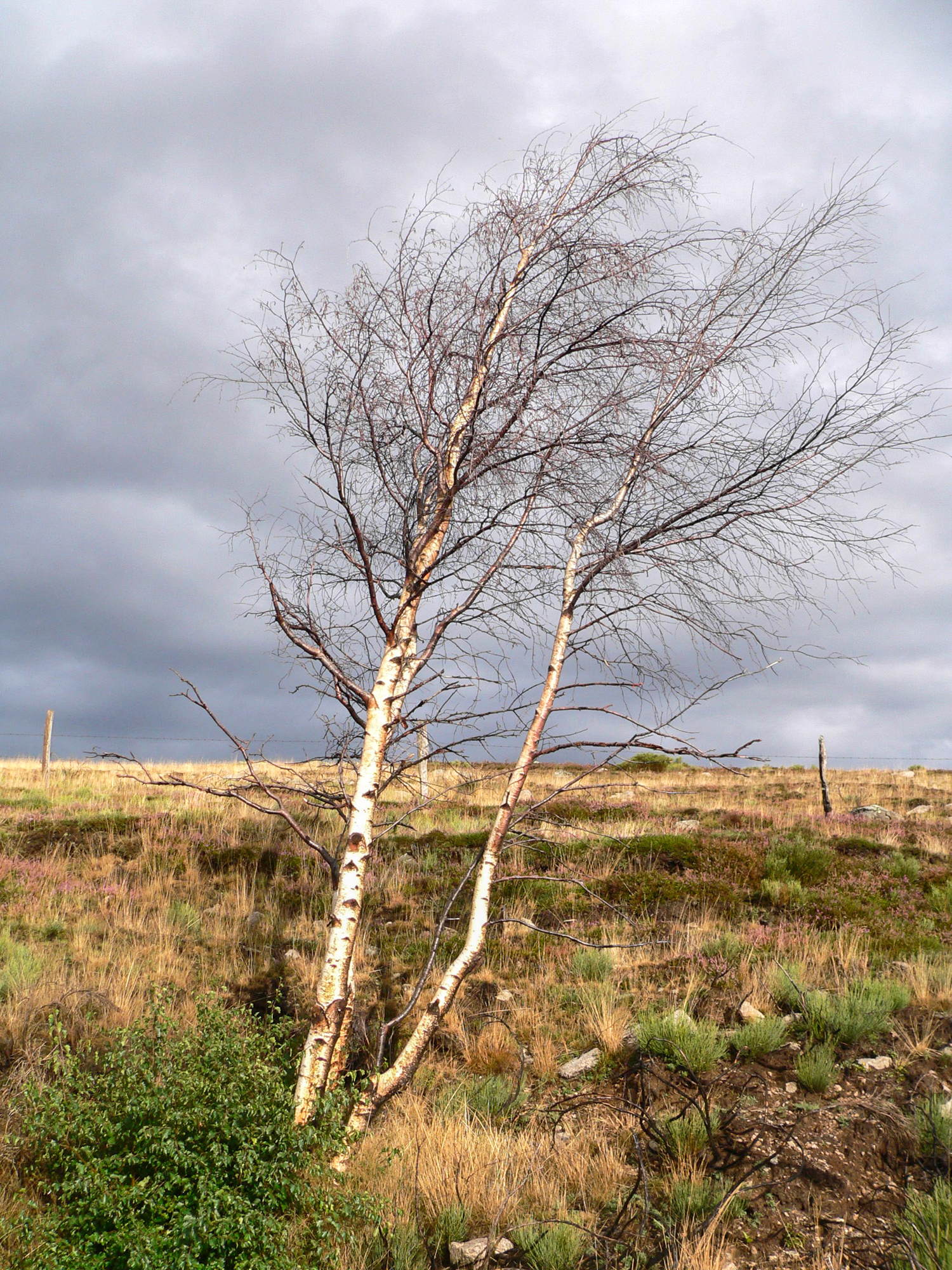 arbres au vent du Mont Lozère