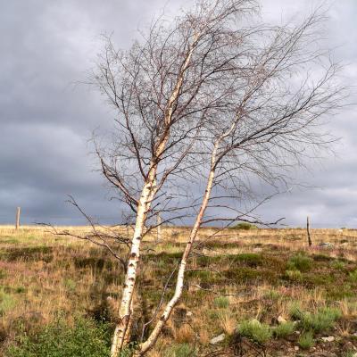 arbres au vent du Mont Lozère