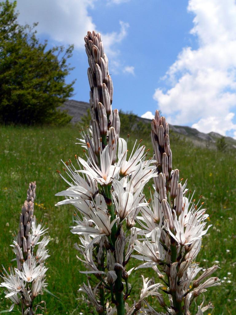 asphodèles de Chironne