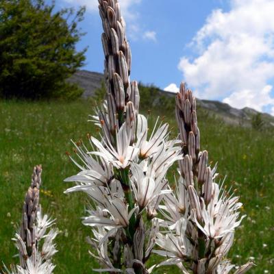 asphodèles de Chironne