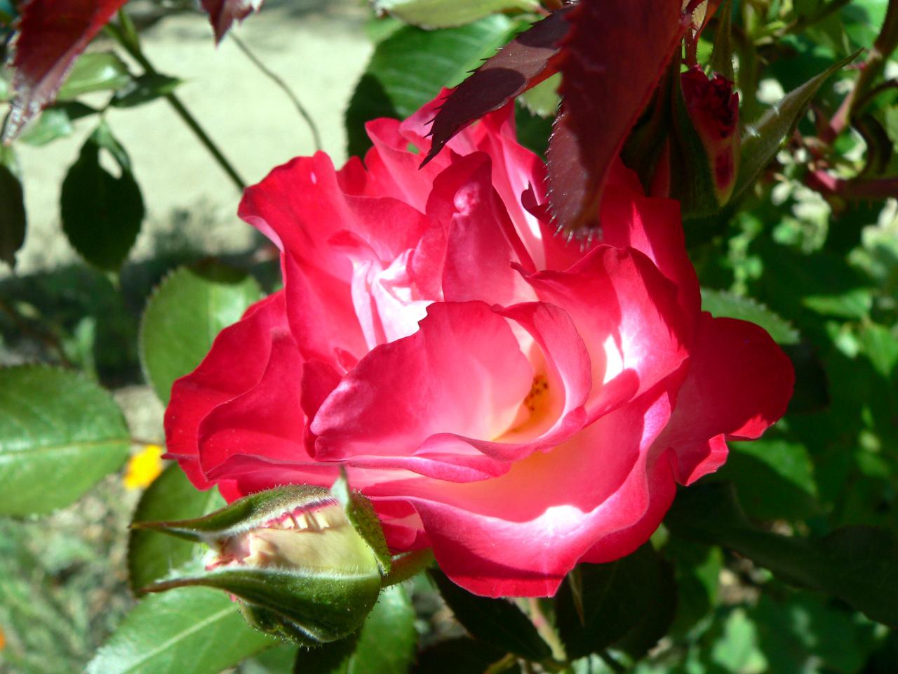 Rose