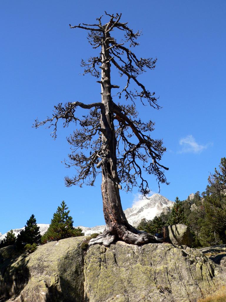 arbre escaladeur