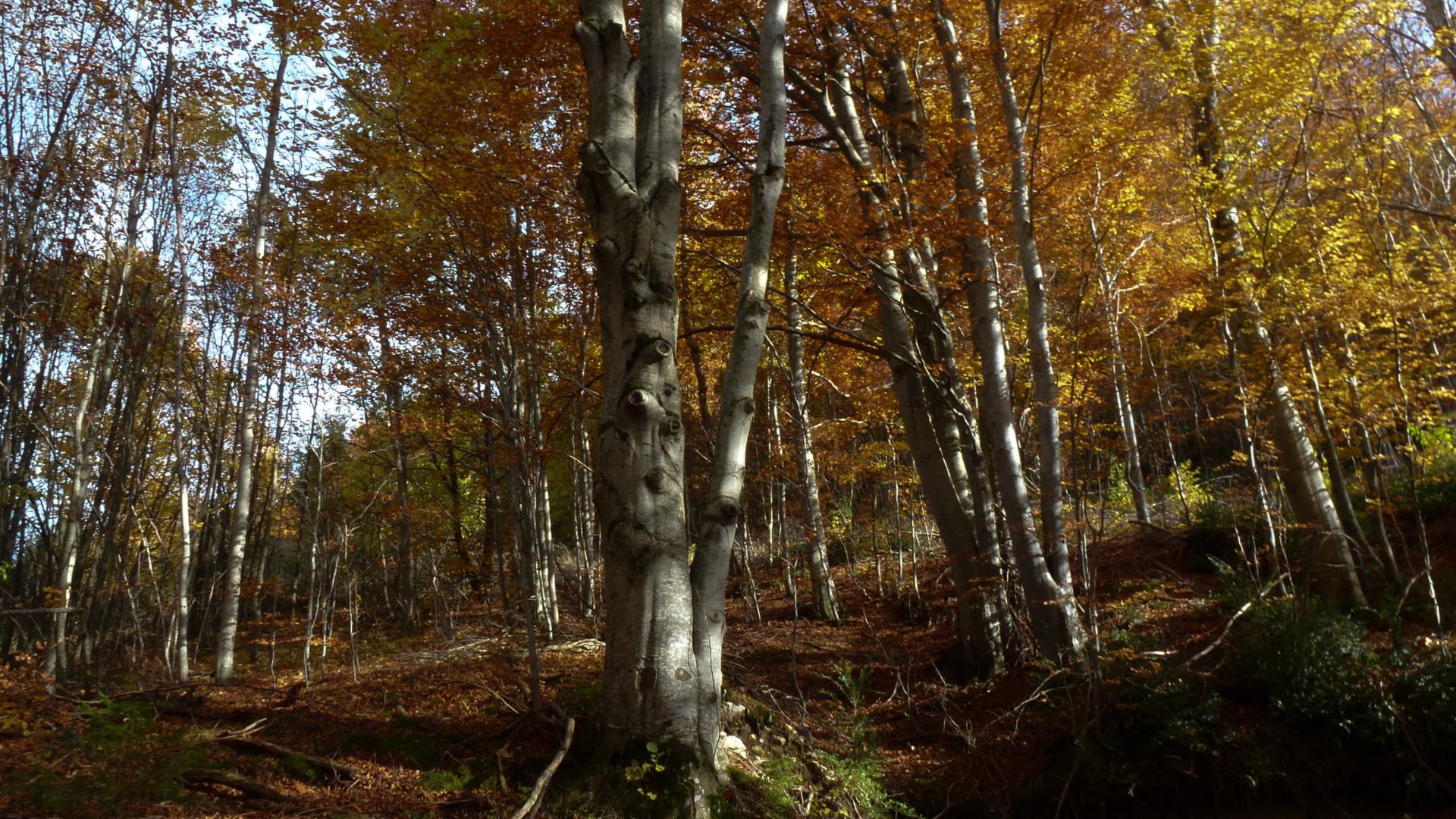 102 BBrey Physionomie sur tronc (La Chapelle en Vercors)