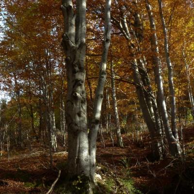 102 BBrey Physionomie sur tronc (La Chapelle en Vercors)