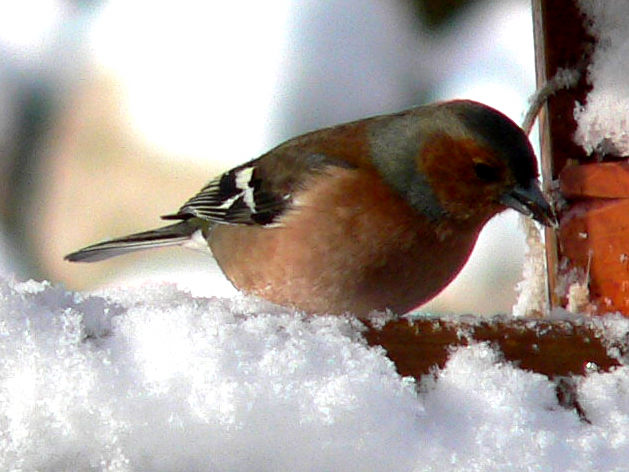 ils arrivent avec le froid