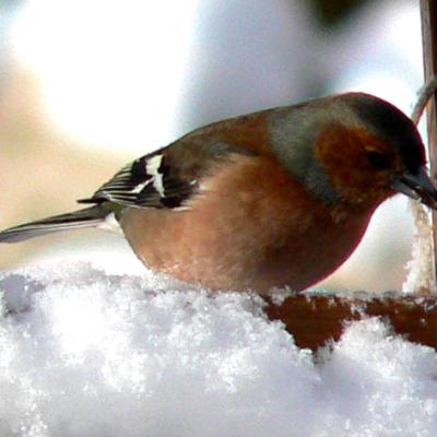 ils arrivent avec le froid