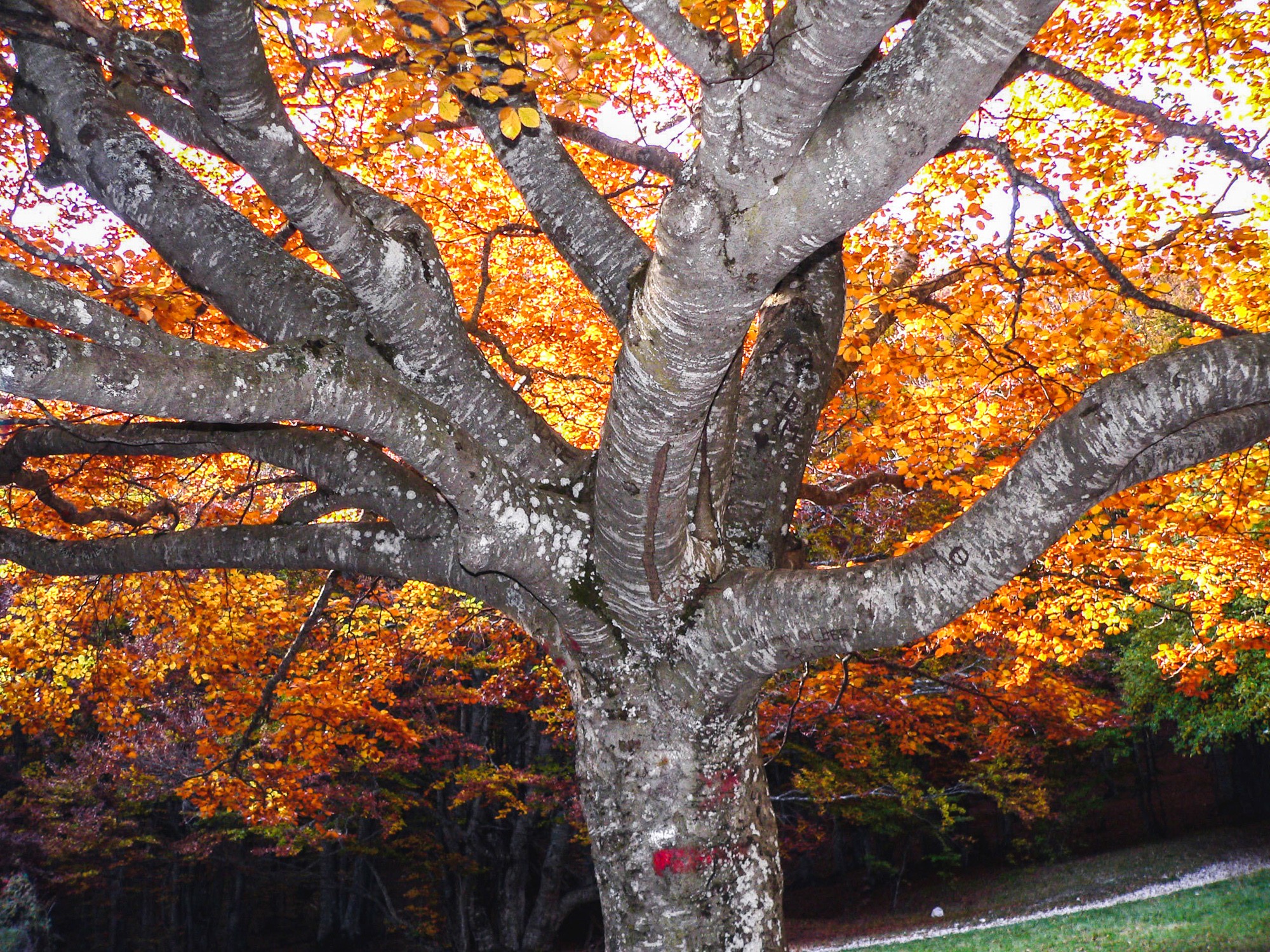 arbre lumineux vers chironne