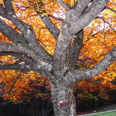 arbre lumineux vers chironne