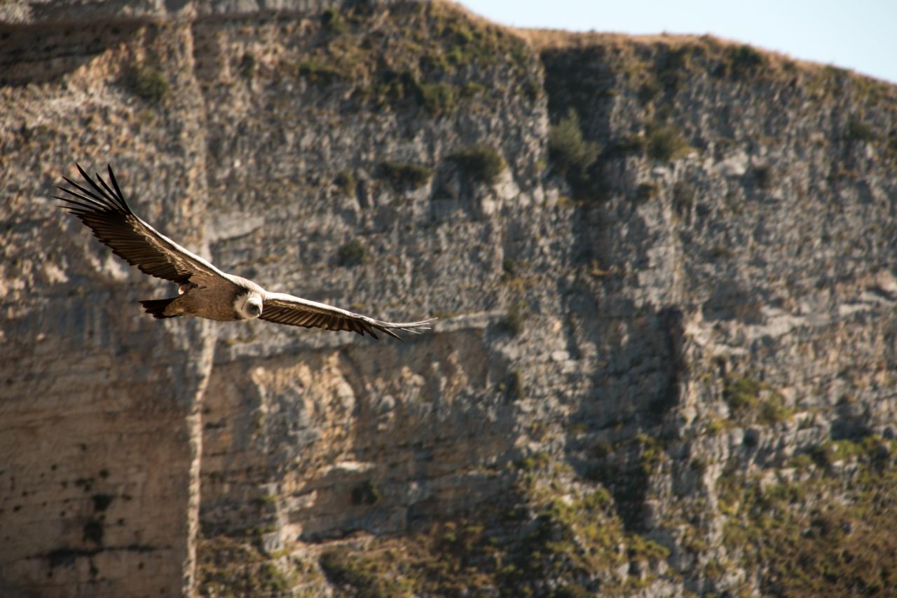 19 JYG Vautour Vercors sud