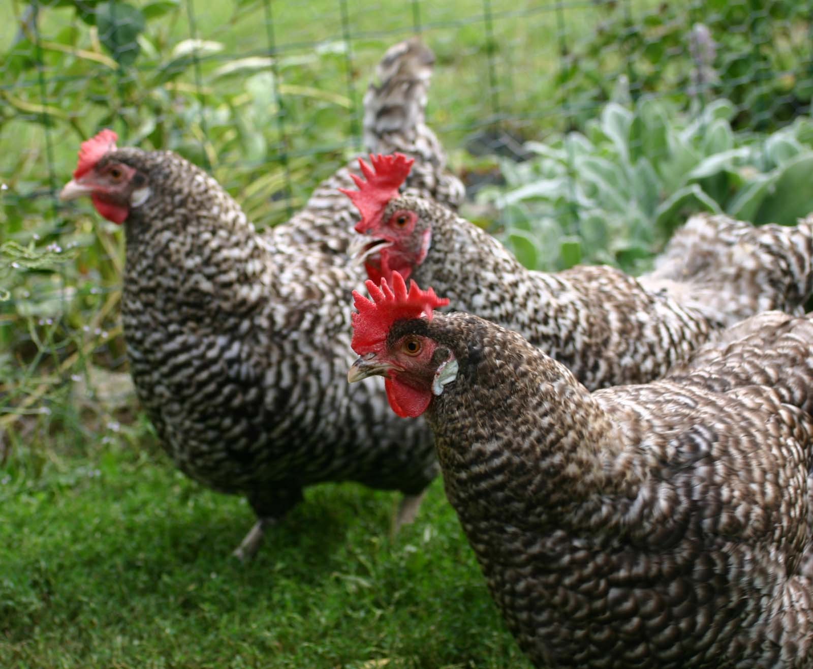 3 poules