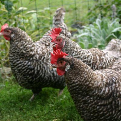 3 poules