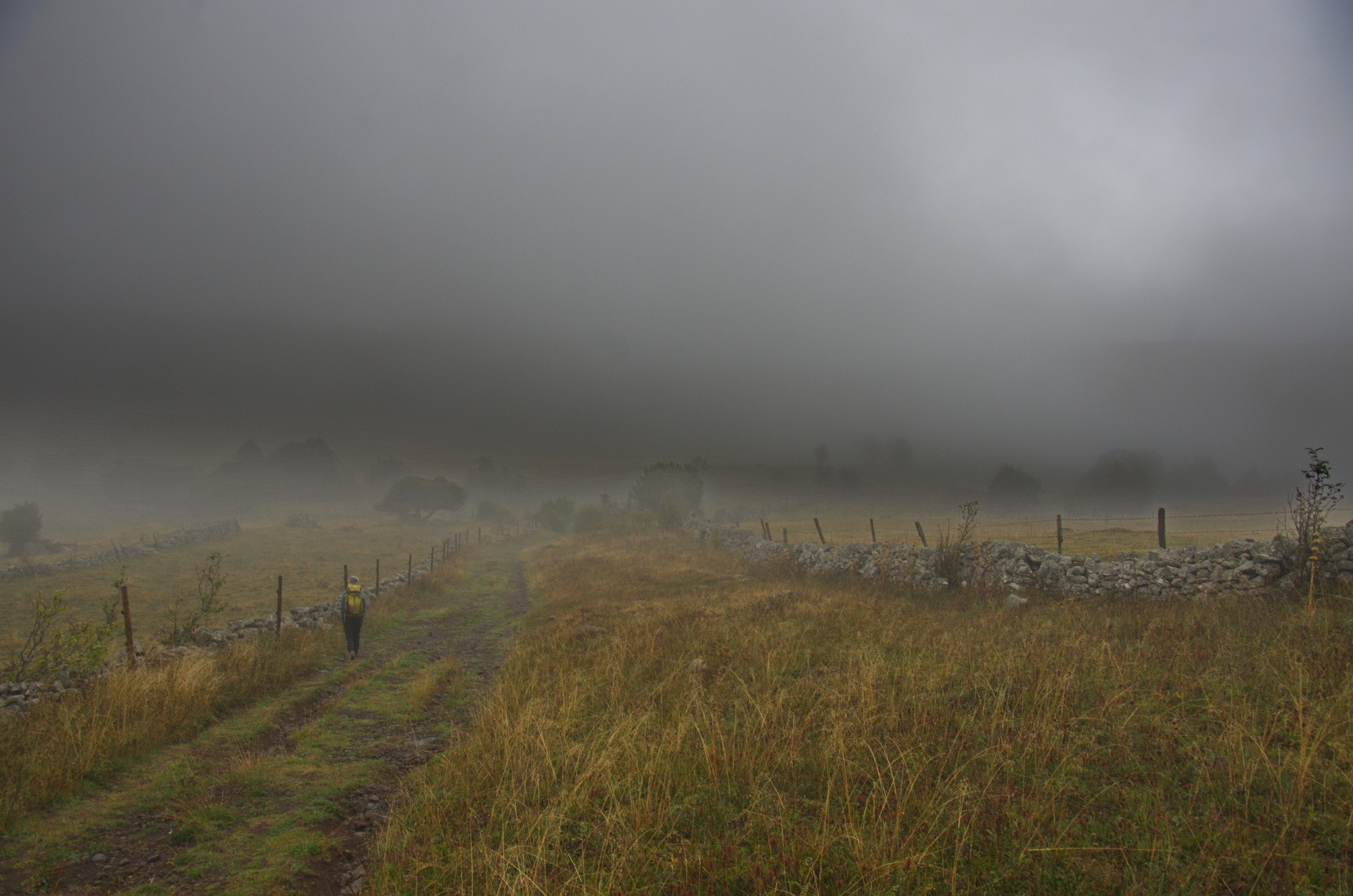 4 aubrac 001 par thierry l