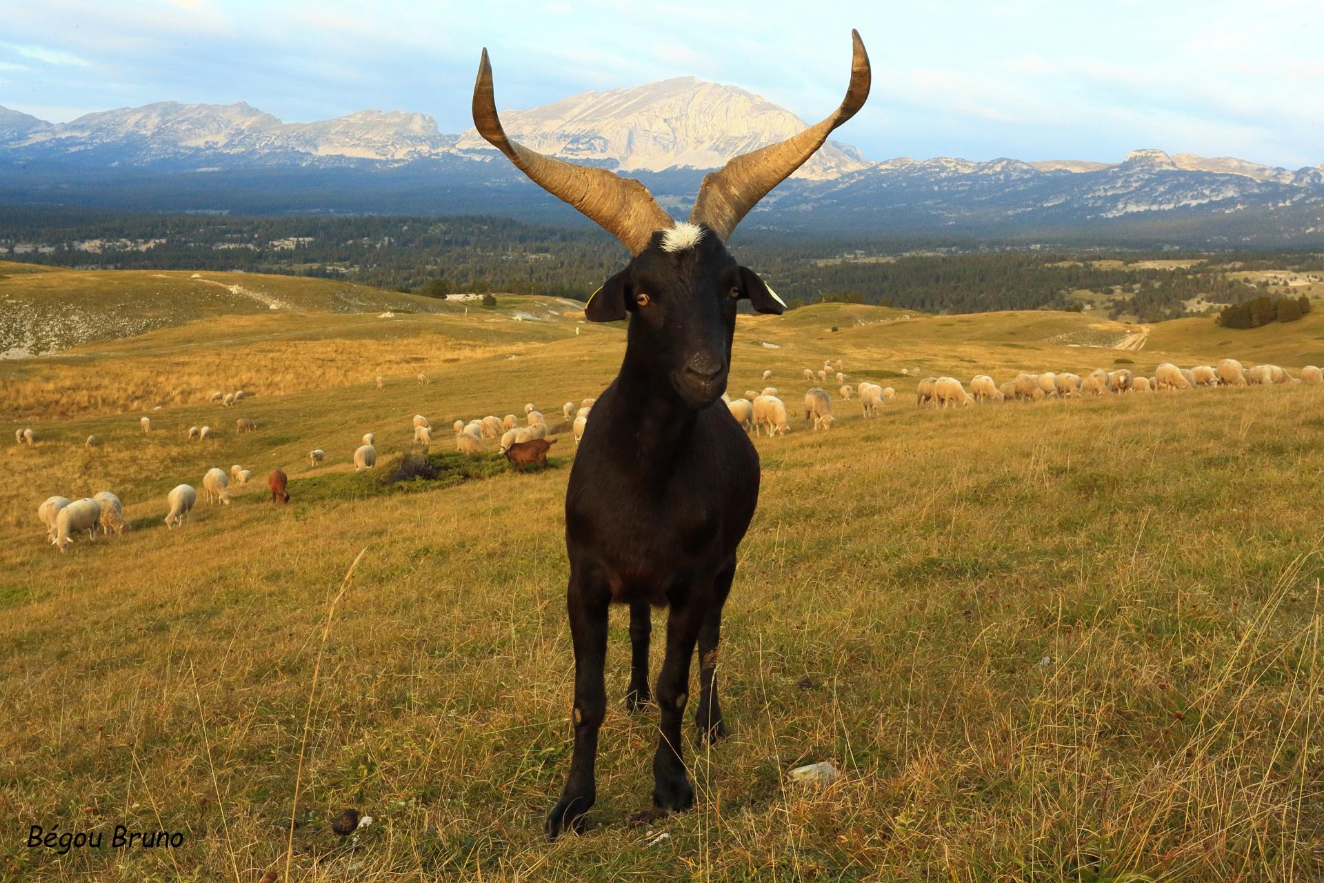 40 BB Transhumance sur le plateau de Beure ( Saint Agnan en Vercors )