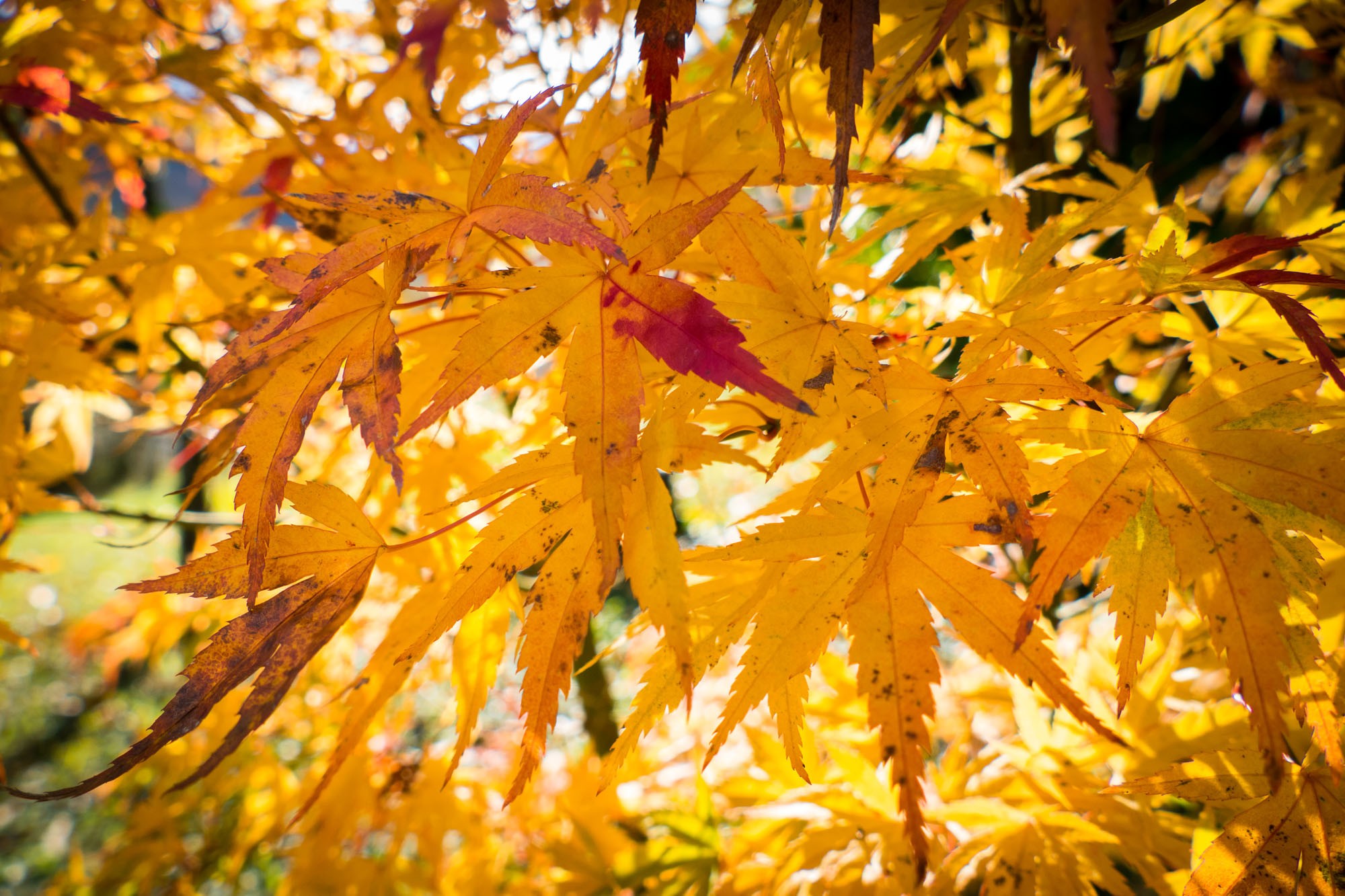 6 autumn par thierry l