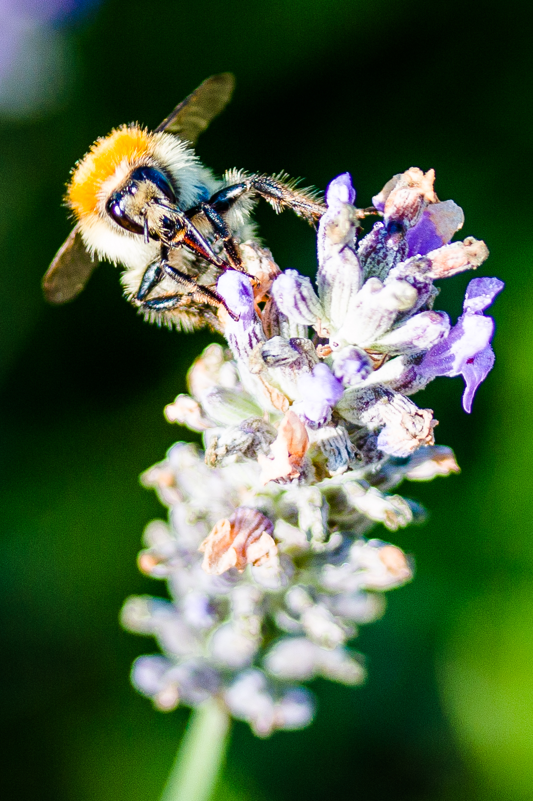 Abeille butinant un brin de lavande-5712