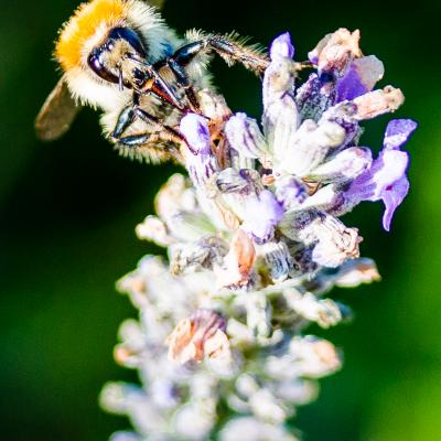 Abeille butinant un brin de lavande-5712