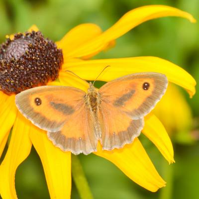 Amaryllis sur rudbeckia