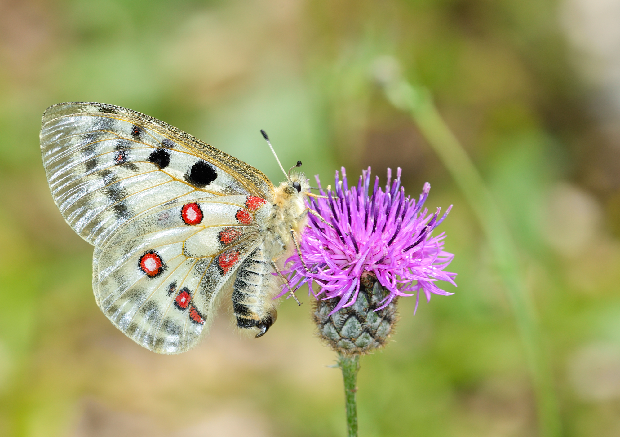 Apollon ♀ sphragis sur centaurée