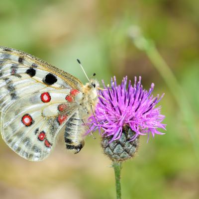 Apollon ♀ sphragis sur centaurée