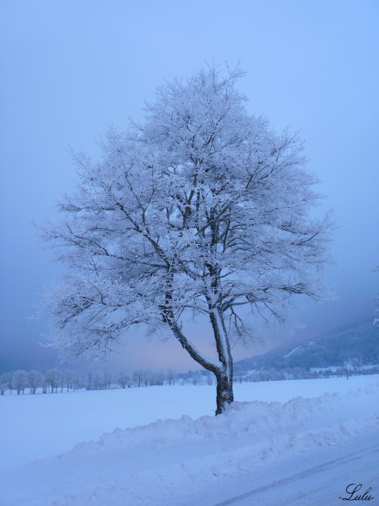 Arbre bleu