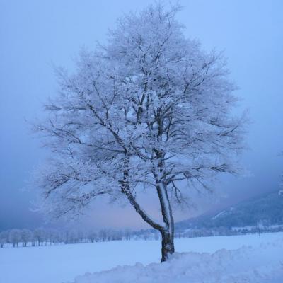 Arbre bleu