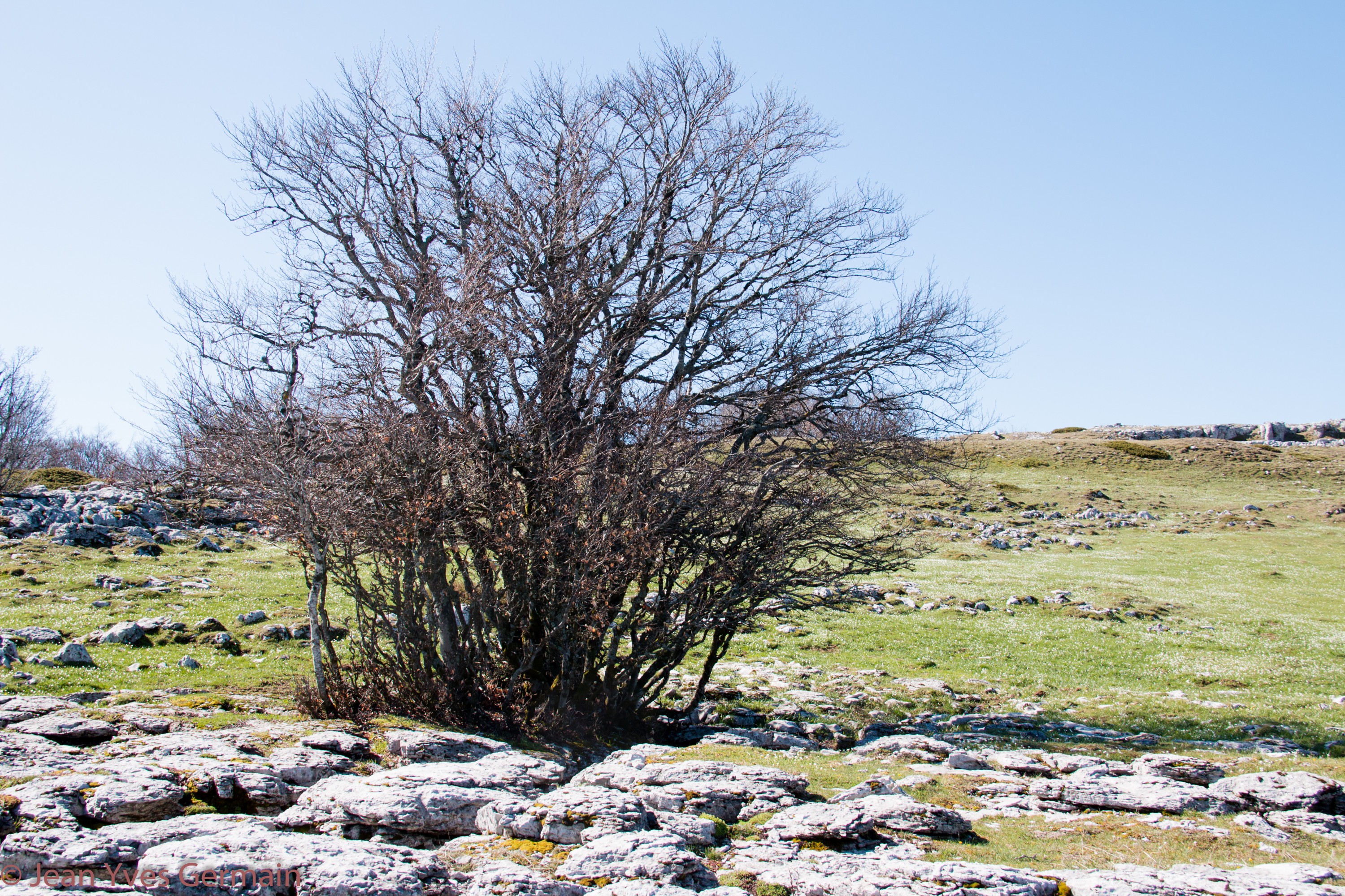 Arbre dans lapiaz n 44 901047 e 5 333145 altitude 1458 m