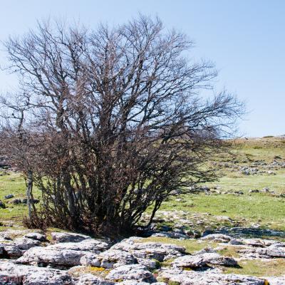 Arbre dans lapiaz n 44 901047 e 5 333145 altitude 1458 m