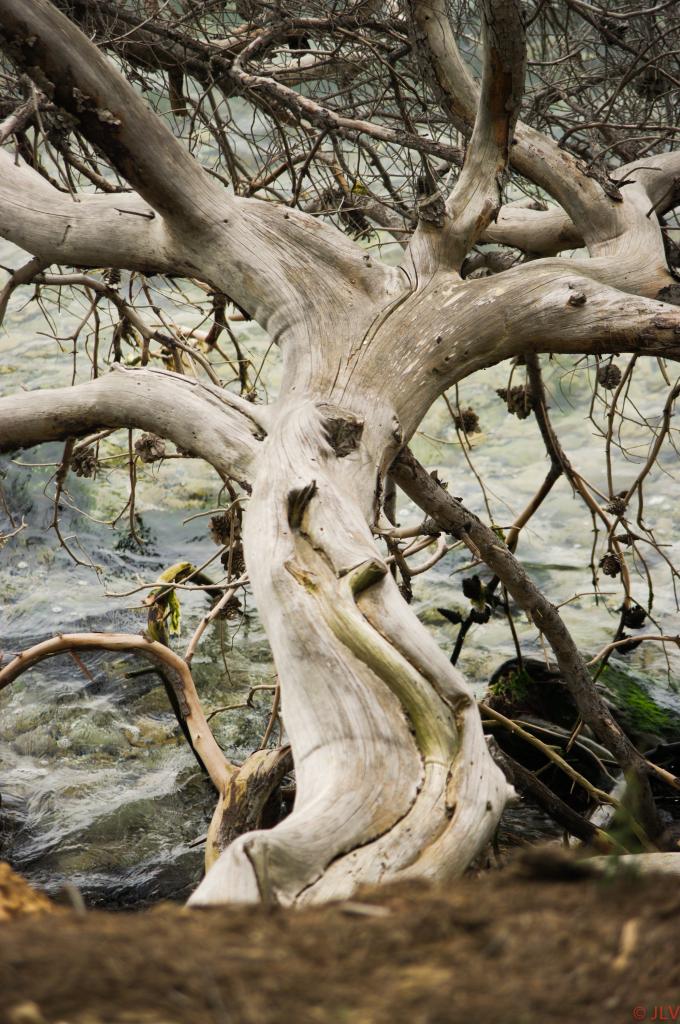 arbre de l'étang de Berre