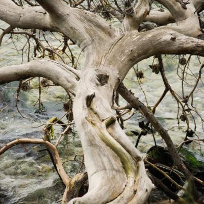 arbre de l'étang de Berre