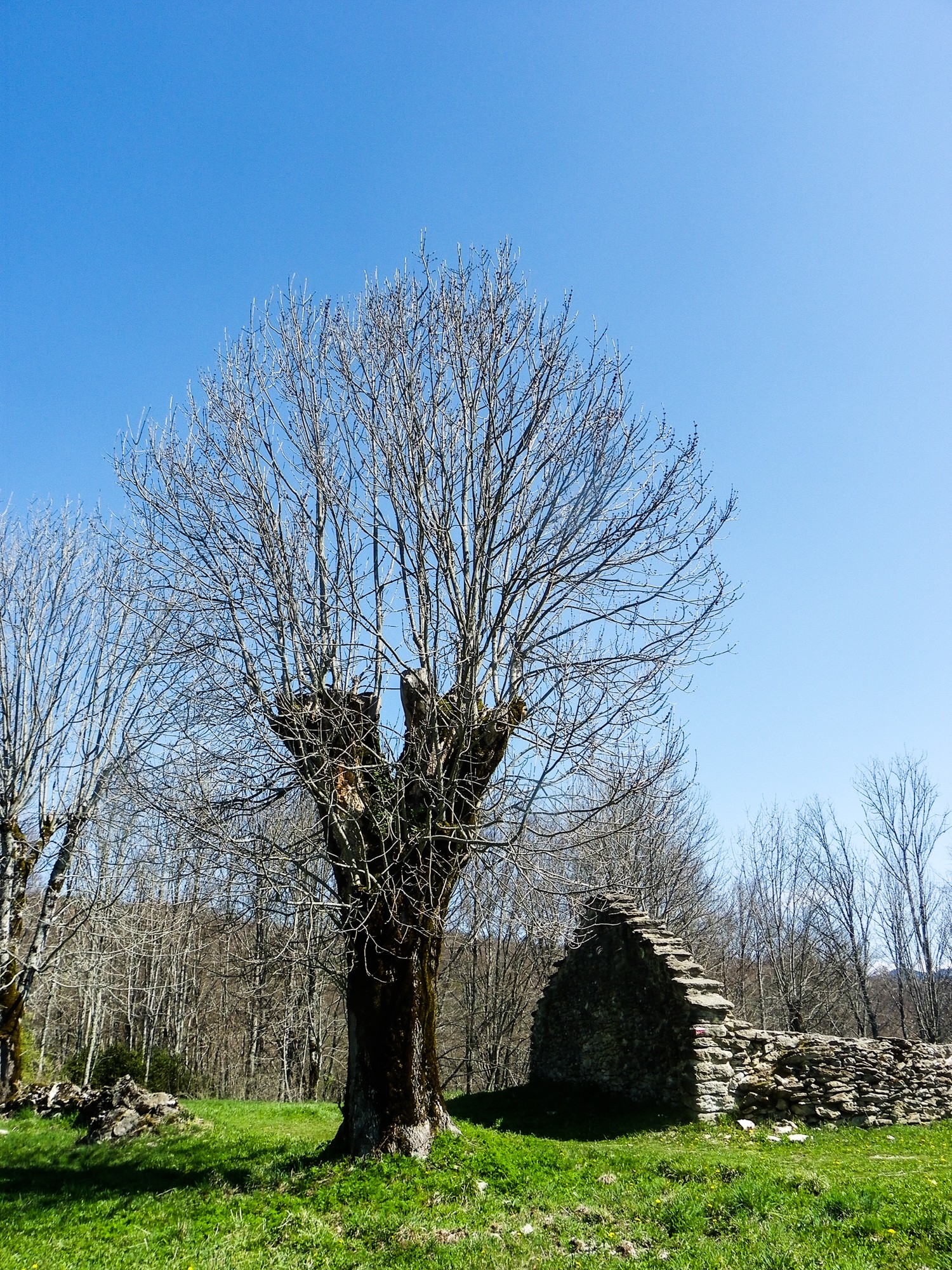 Arbre goulandiere 2