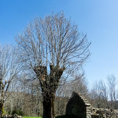 Arbre goulandiere 2