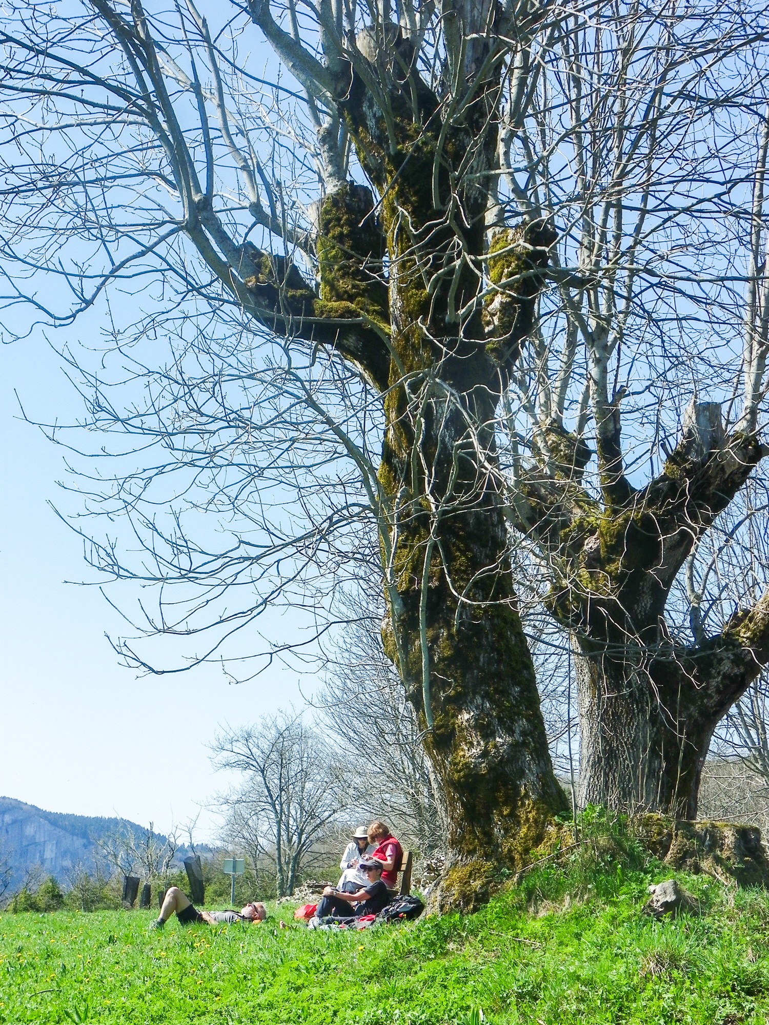 Arbre goulandiere