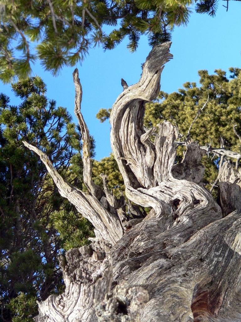 souche d'arbre sur Tourtre-Barreaux