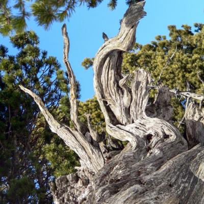 souche d'arbre sur Tourtre-Barreaux