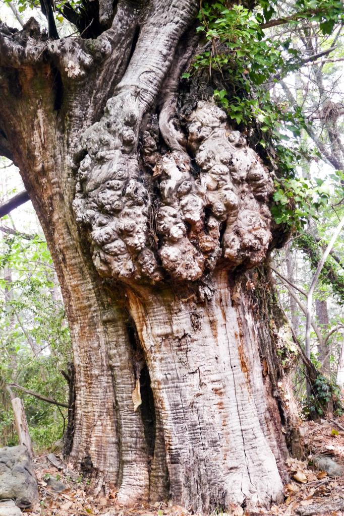 très vieil arbre 