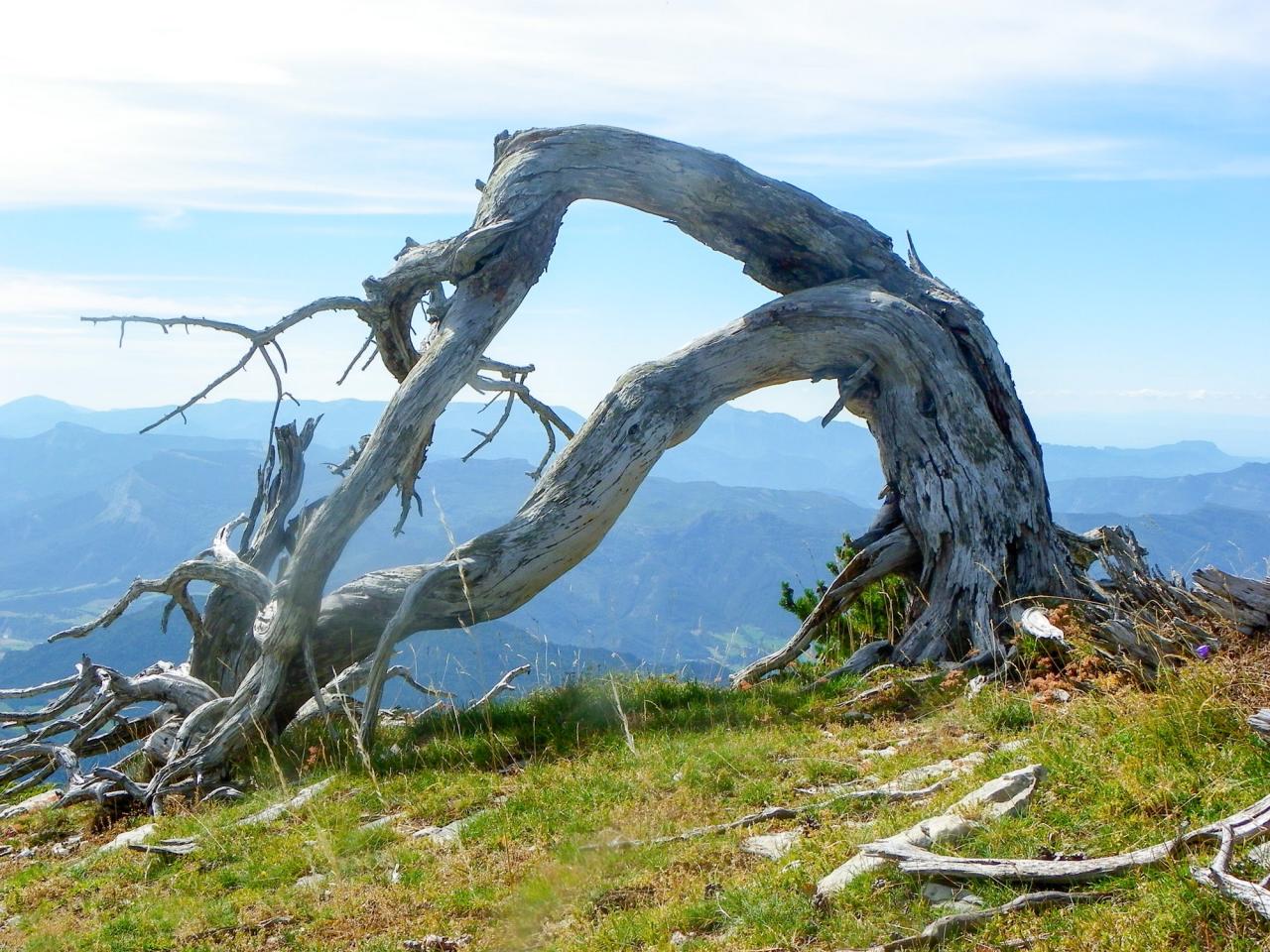 les arbres des rochers de plautrey