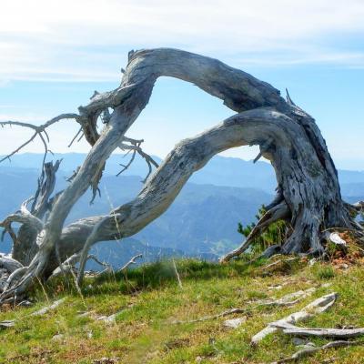 les arbres des rochers de plautrey